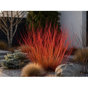 Drieň krvavý (Cornus sanguinea) ‘ANNY’S WINTER ORANGE’ – výška 50-60 cm, kont. C3L